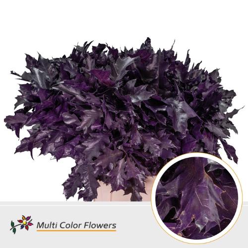 Quercus rubra kleurbehandeld H%