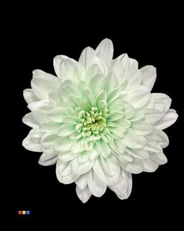 Chrysanthemum Indicum Grp tros kas kleurbehandeld H%
