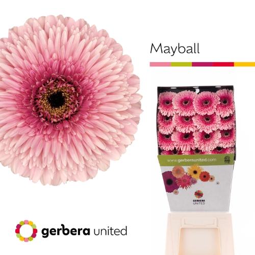 Gerbera grootbloemig bolvormig Pomponi Mayball