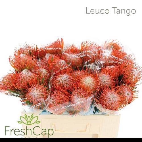 Leucospermum cordifolium 'Tango'