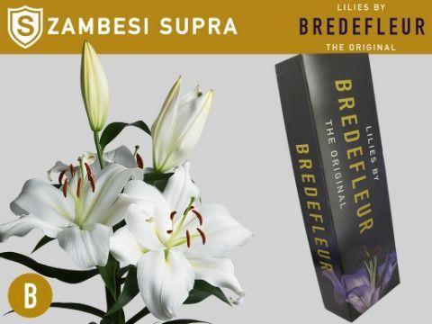 Lilium Oriental x Trumpet Grp 'Zambesi'