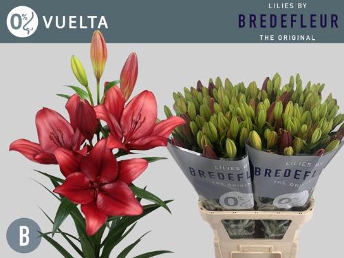 Lilium (LA-hybrids Grp) 'Vuelta'