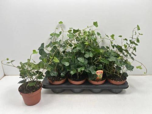 Hedera hibernica
