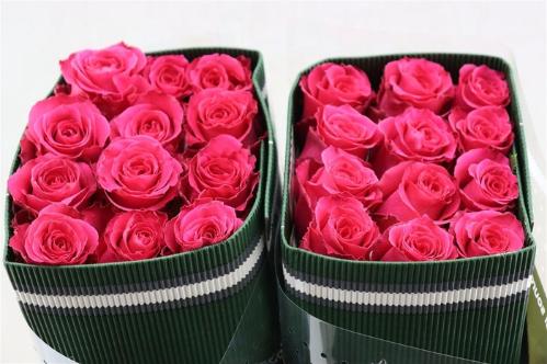 Rosa grootbloemig Full Monty!