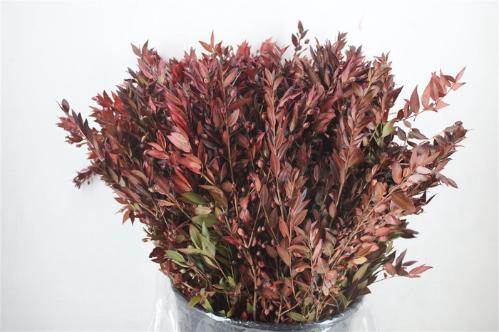 Myrtus overig met bes