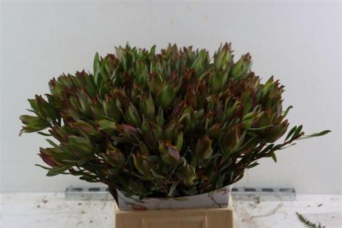 Leucadendron 'Safari Sunset'