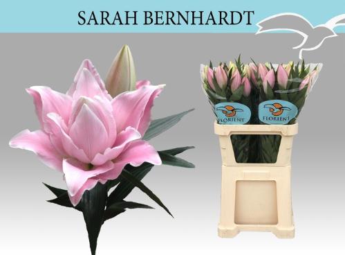 Lilium (Oriental Grp) 'Sarah Bernhardt'