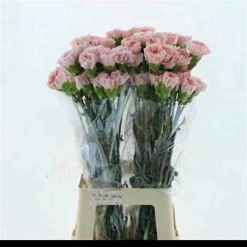 Dianthus standaard Pink Sweetness