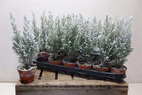 Chamaecyparis lawsoniana 'Ellwoodii'