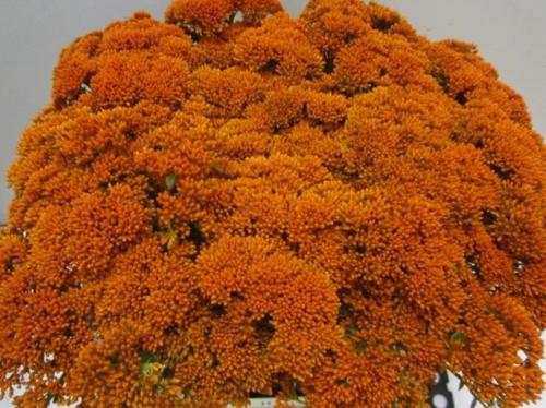 Sedum spectabile kleurbehandeld H%