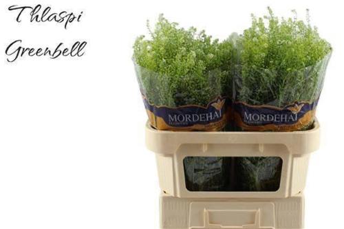 Thlaspi Green Bell