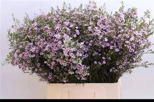 Chamelaucium uncinatum 'Early Nir'