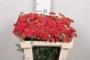 Achillea millefolium 'Paprika'