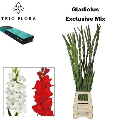 Gladiolus grootbloemig gemengd in fust