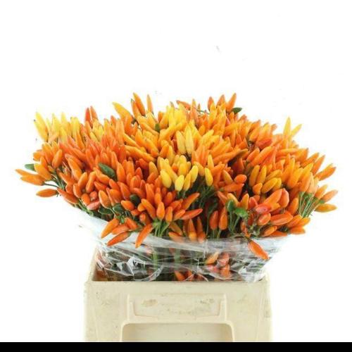 Capsicum annuum per tak 'Orange Fire' (peper)