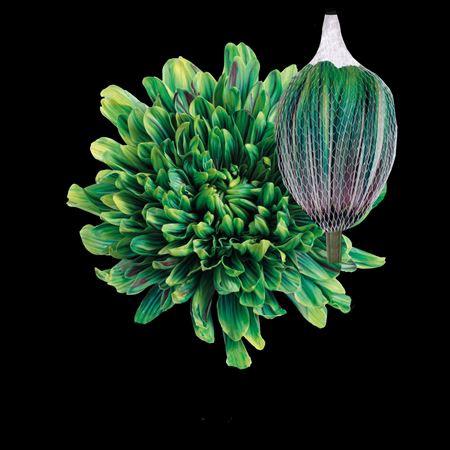 Chrysanthemum (Indicum Grp) geplozen Antonov kleurbehandeld H%