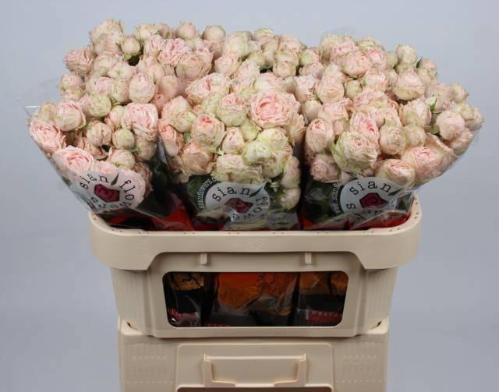 Rosa tros Lady of the Dawn