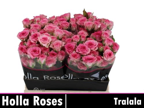 Rosa tros Tralala
