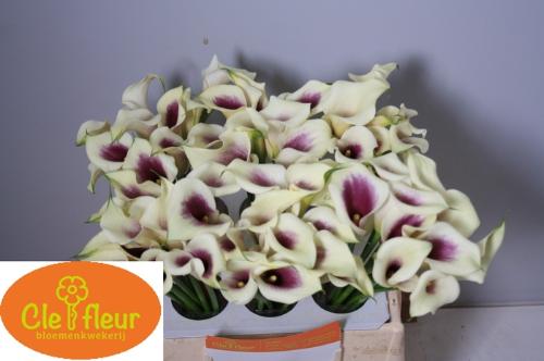 Zantedeschia 'Picasso'