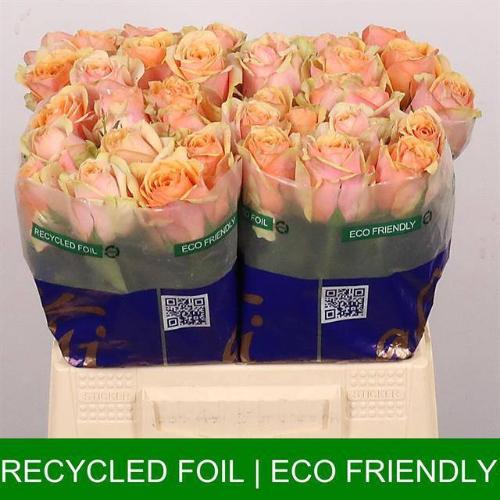 Rosa grootbloemig Dividend
