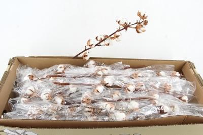 Gossypium hirsutum wit