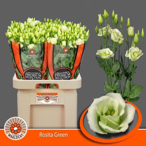 Eustoma russellianum gevuldbloemig 'Rosita Green'