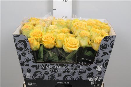 Rosa grootbloemig Lemon Finess