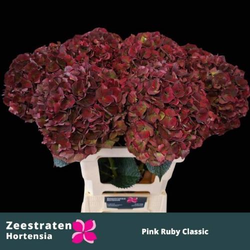 Hydrangea macrophylla Magical Pink Ruby (classic)