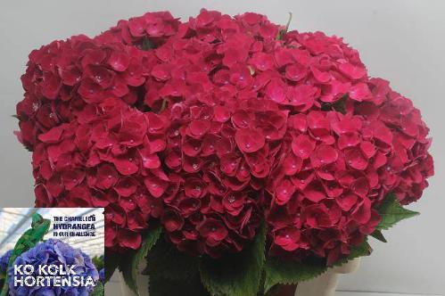 Hydrangea macrophylla My Crimson