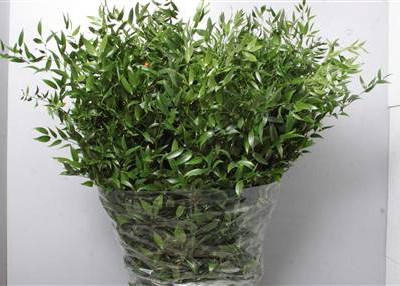 Ruscus aculeatus (klein blad)