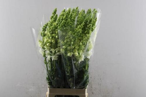 Antirrhinum majus 'Albi White'