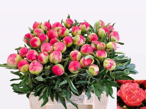 Paeonia Lactiflora Grp 'Coral Sunset'