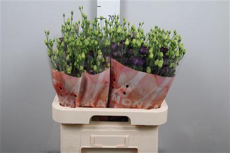 Eustoma russellianum enkelbloemig 'Bohemian Black Violet'