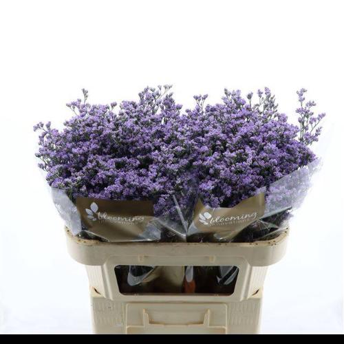 Limonium Utah Blue