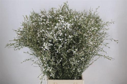 Genista overig wit per bos