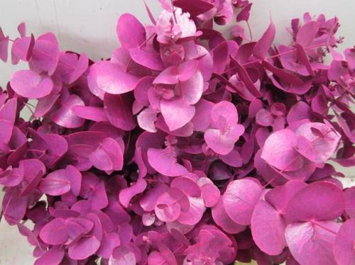 Eucalyptus cinerea kleurbehandeld per bos H%