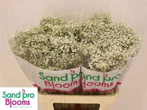 Gypsophila paniculata Optimus