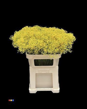 Gypsophila overig kleurbehandeld H%