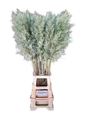 Cortaderia selloana kleurbehandeld H%