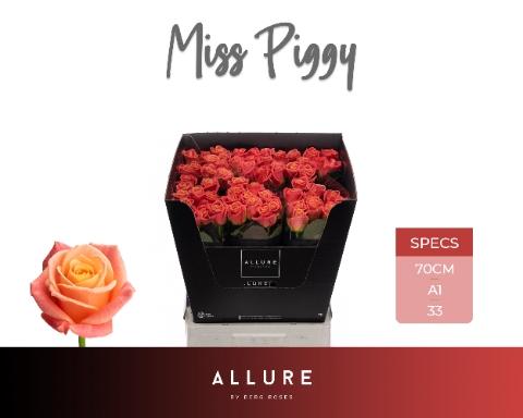 Rosa grootbloemig Miss Piggy+