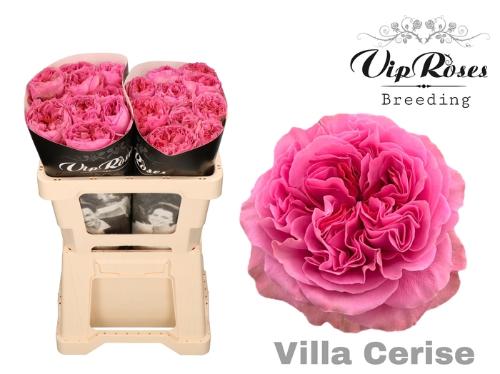 Rosa grootbloemig Villa Cerise