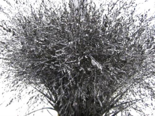 Siergras kleurbehandeld H%