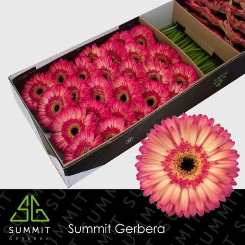 Gerbera grootbloemig 'Hippie Chic'