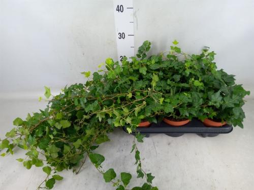 Hedera helix 'Wonder'