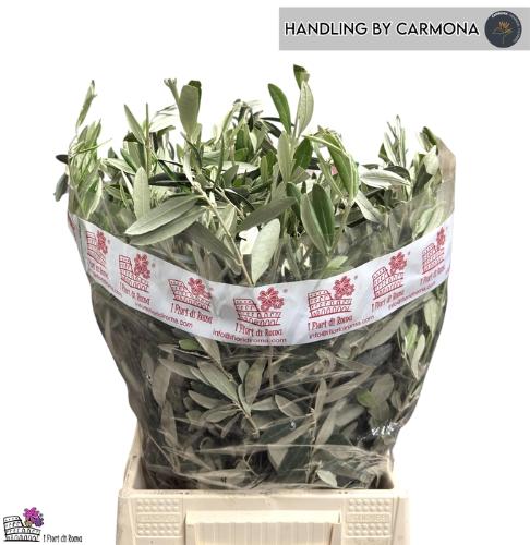 Olea europaea per bos