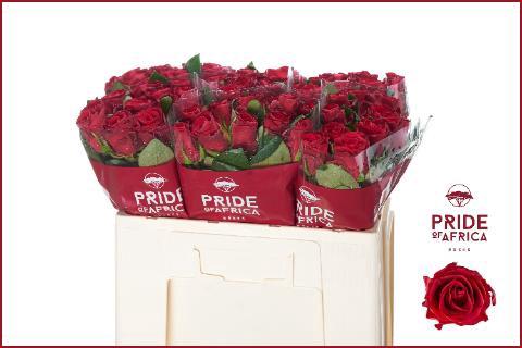 Rosa grootbloemig Red Tacazzi+