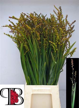 Crocosmia met bes overig