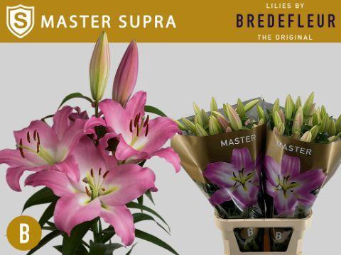 Lilium Oriental x Trumpet Grp Master