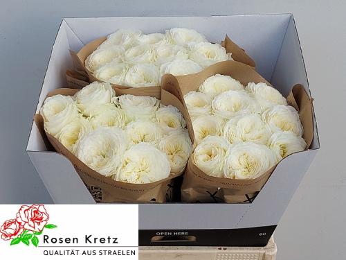 Rosa grootbloemig Lotti+