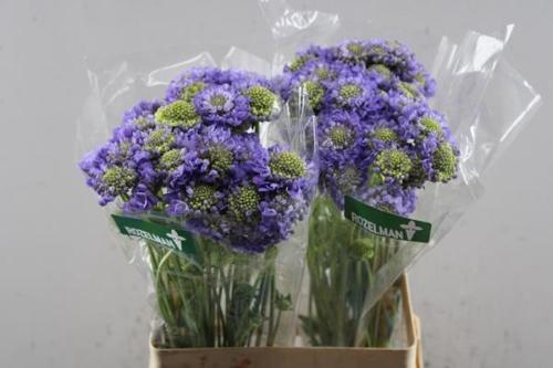 Scabiosa atropurpurea Lavender Scoop
